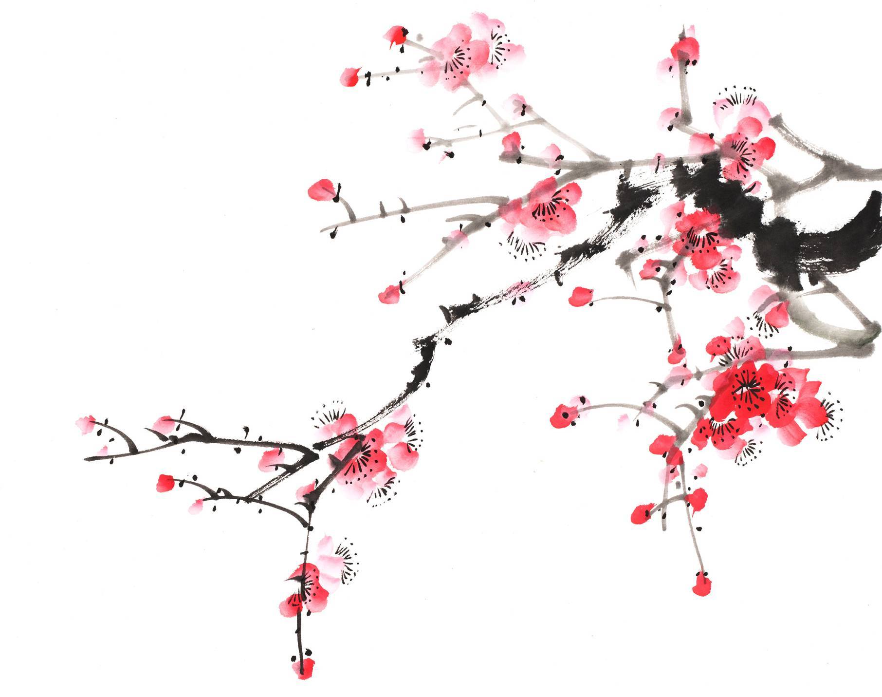 Cherry Bloosom background Illustration